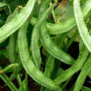 Dolichos Beans F1 Hybrid Seeds | Plantshop.me