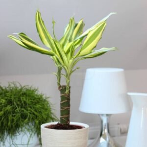 Dracaena Yellow Coast Small - Indoor Plants | Plantshop.me