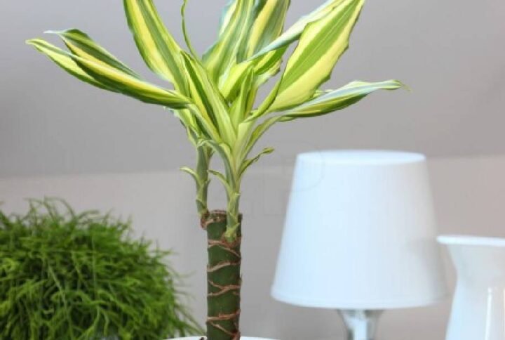 Dracaena Yellow Coast Small - Indoor Plants | Plantshop.me