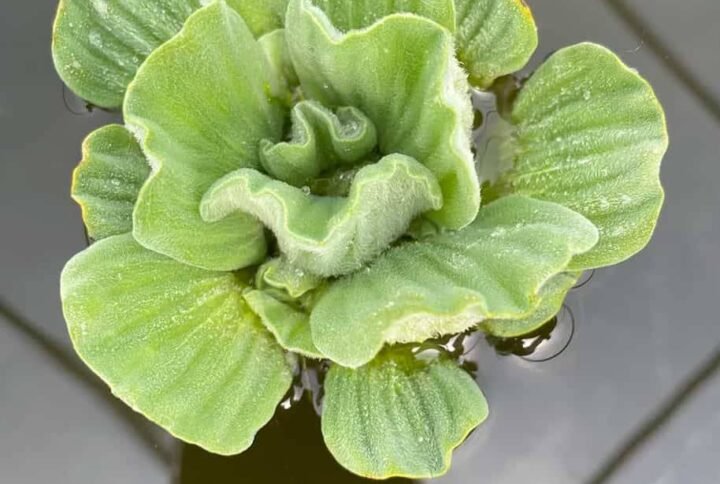 Dwarf Water Lettuce - Outdoor Plants | Plantshop.me