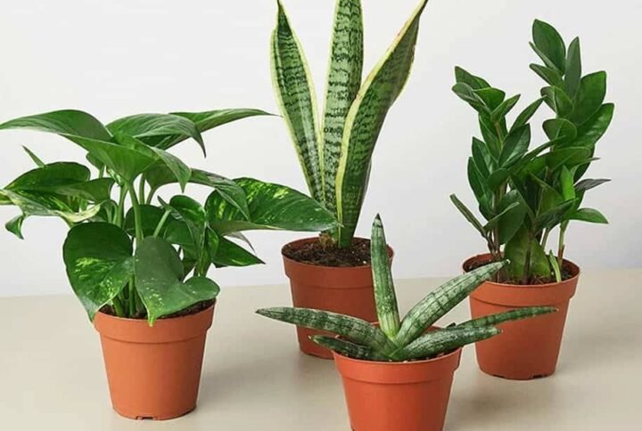 Easy Care Plants Bundle: Effortless Combos | Plantshop.me