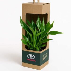 Eco-Friendly Boxed Plant Gifts | Corporate Gifting UAE
