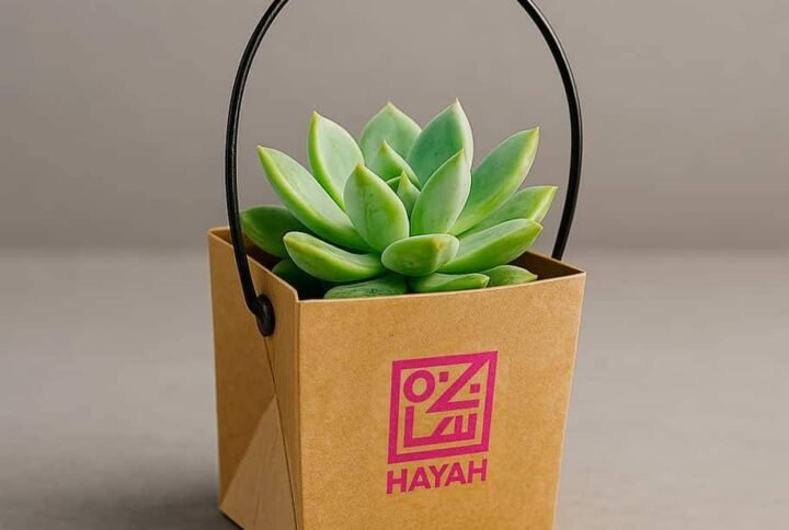Eco-Friendly Corporate Gifts: Takeaway Succulent Box | UAE