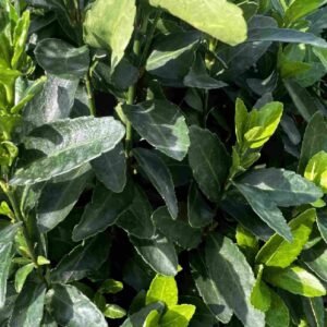 Euonymus japonicas Green Rocket | Plantshop.me