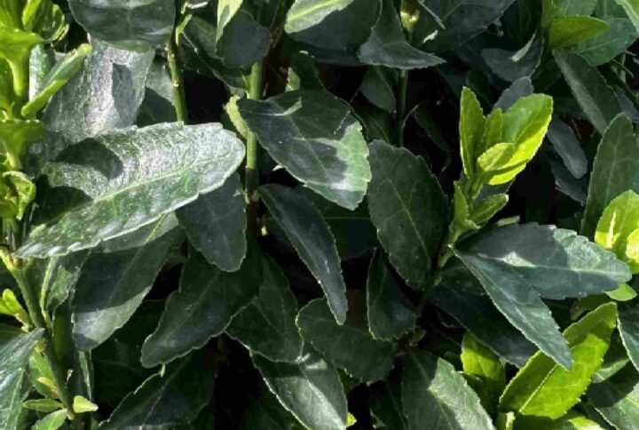 Euonymus japonicas Green Rocket | Plantshop.me