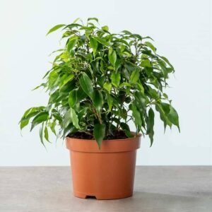 Ficus Benjamina Dwarf - Indoor Plants | Plantshop.me