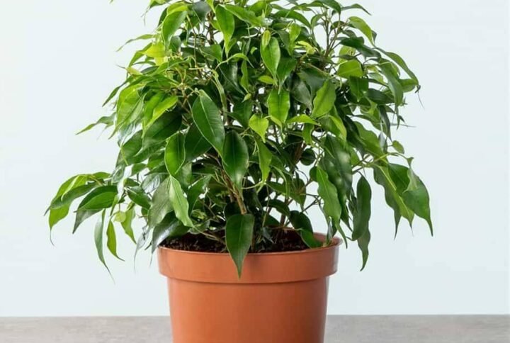 Ficus Benjamina Dwarf - Indoor Plants | Plantshop.me