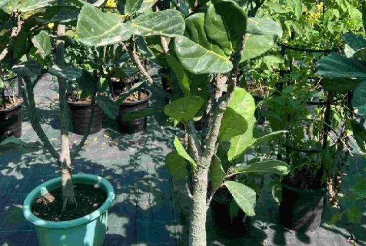 Ficus Lyrata Branched China - Outdoor Plants| Plantshop.me