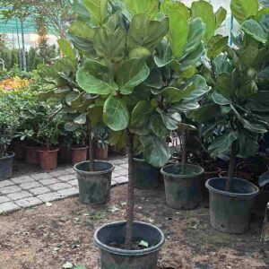 Ficus Lyrata Single Head - Outdoor Plants| Plantshop.me