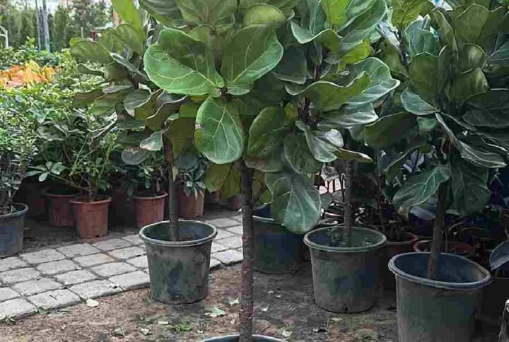 Ficus Lyrata Single Head - Outdoor Plants| Plantshop.me