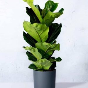 Fiddle-leaf Fig - Ficus Lyrata - Indoor Plants | Plantshop.me