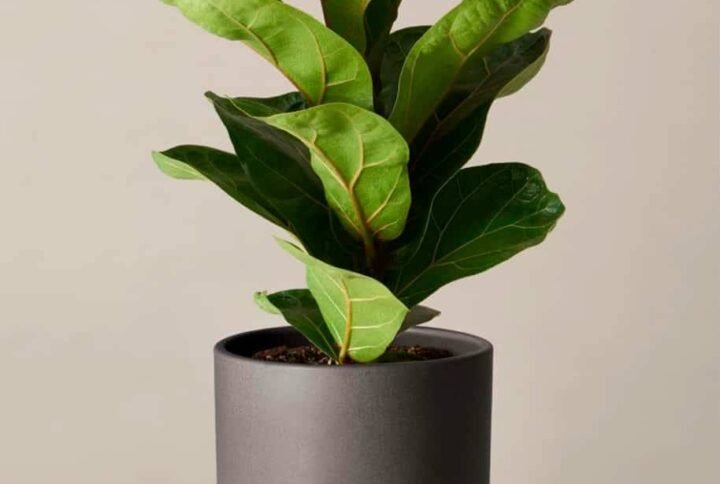 Fiddle Leaf Mini - Indoor Plants | Plantshop.me