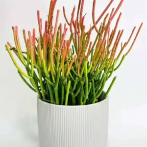 Fire Red Pencil Cactus for Sale Online | Quick Delivery in the UAE | Plantshop.me