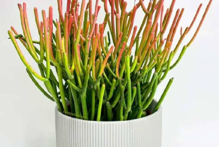 Fire Red Pencil Cactus for Sale Online | Quick Delivery in the UAE | Plantshop.me