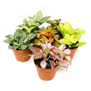 Fittonia - Table Top - Indoor Plants | Plantshop.me