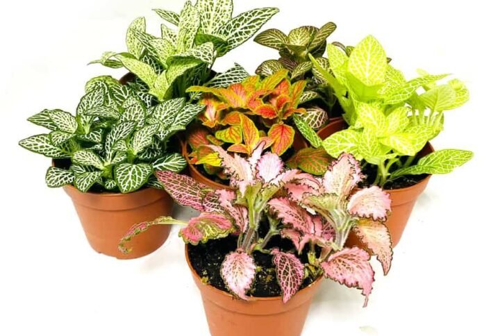 Fittonia - Table Top - Indoor Plants | Plantshop.me