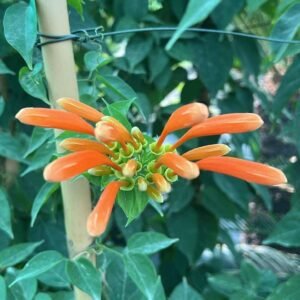Flame Trumpet Tall: Exotic Blooms for UAE Gardens | Plantshop.me