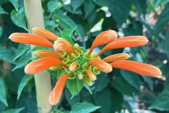Flame Trumpet Tall: Exotic Blooms for UAE Gardens | Plantshop.me