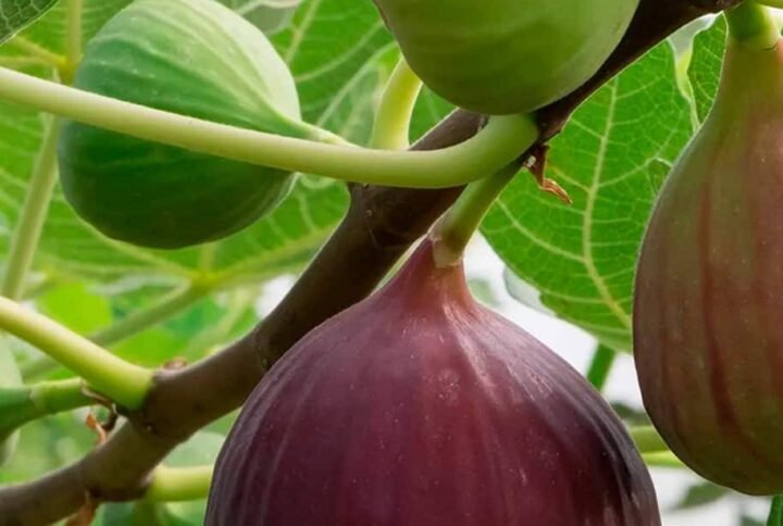 Fresh Brown Fig Seeds for Sale in UAE | Buy Online | Plantshop.me