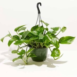 Golden Pothos Hanging - Indoor Plants | Plantshop.me