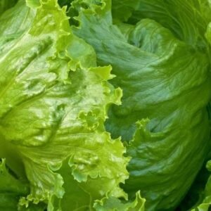 Grow Fresh Lettuce Iceberg Seeds | Plantshop.me UAE