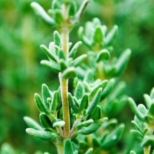 Grow Fresh Thyme: Premium Thyme Seeds at Plantshop.me