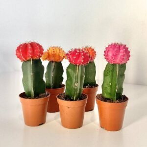 Gymnocalycium mihanovichii - Indoor Plants | Plantshop.me