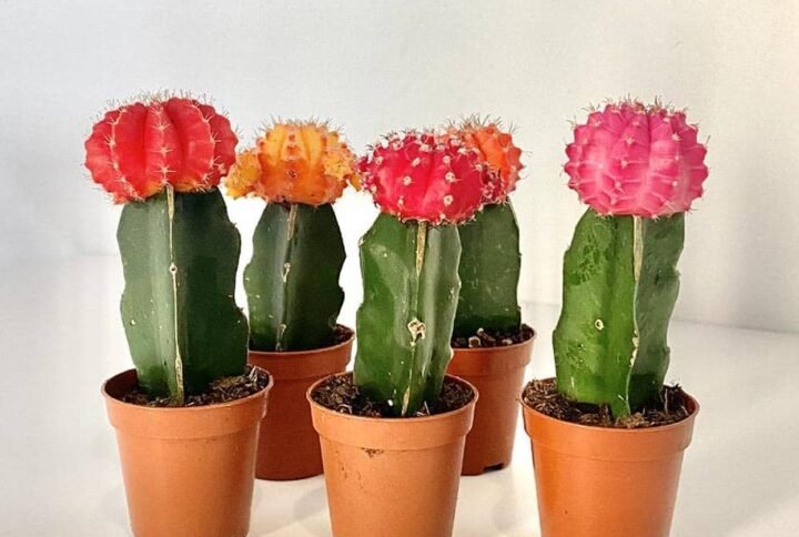 Gymnocalycium mihanovichii - Indoor Plants | Plantshop.me