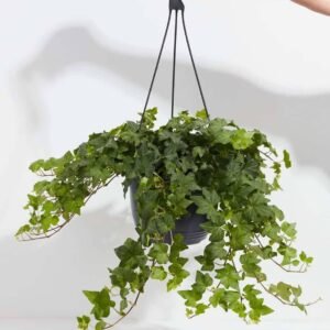 Hedera Helix Green Hanging - Buy Ivy Plants Online UAE