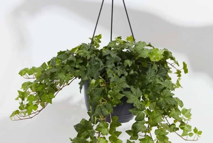 Hedera Helix Green Hanging - Buy Ivy Plants Online UAE
