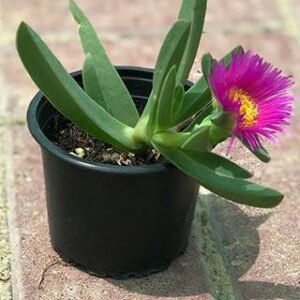 Ice Plant - Outdoor Plants | Plantshop.me
