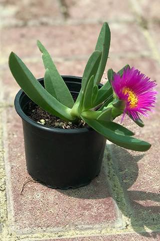 Ice Plant - Outdoor Plants | Plantshop.me
