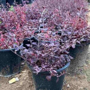 Iresine lindenii Bloodleaf Plant: Vibrant Foliage at Plantshop.me