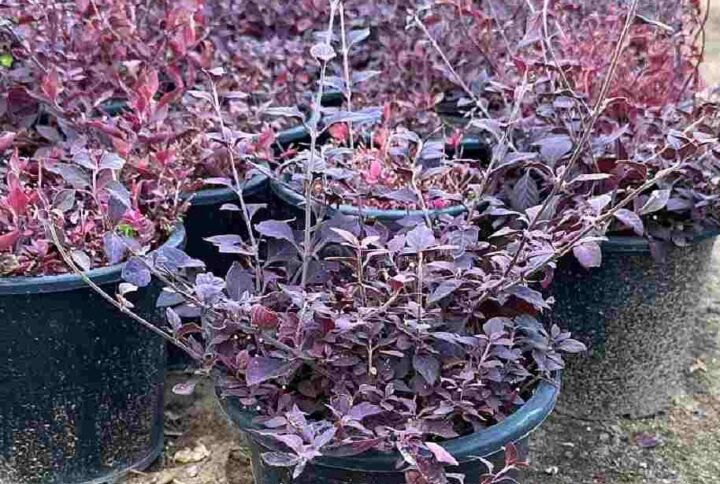 Iresine lindenii Bloodleaf Plant: Vibrant Foliage at Plantshop.me