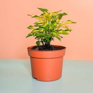 Josephs Coat Mini - Indoor Plants | Plantshop.me
