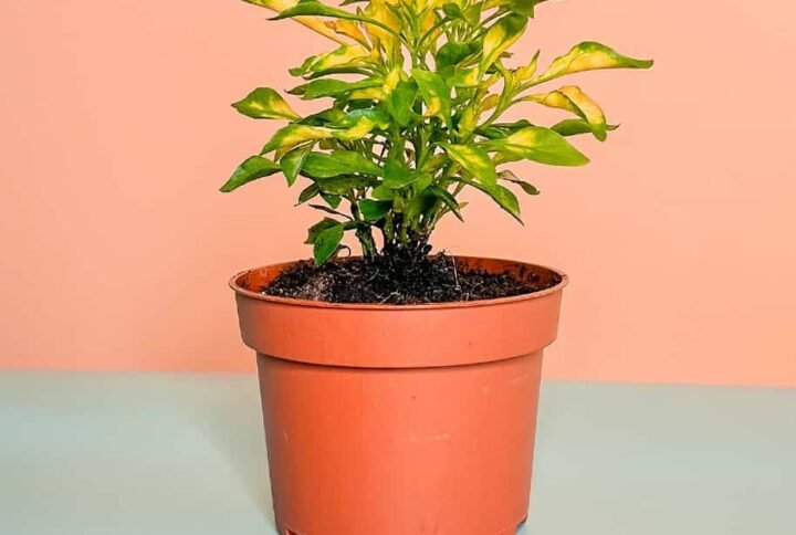 Josephs Coat Mini - Indoor Plants | Plantshop.me