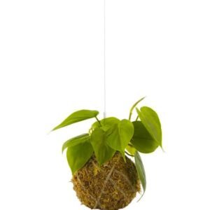 Kokedama Philodendron Scandens: Unique Plants at Plantshop.me