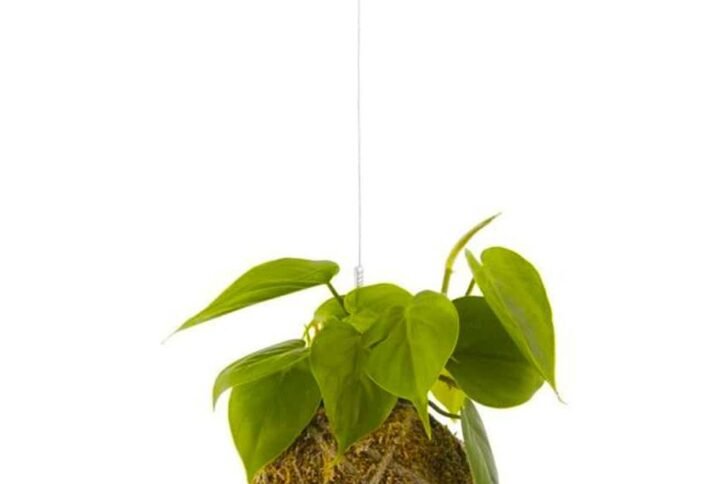 Kokedama Philodendron Scandens: Unique Plants at Plantshop.me