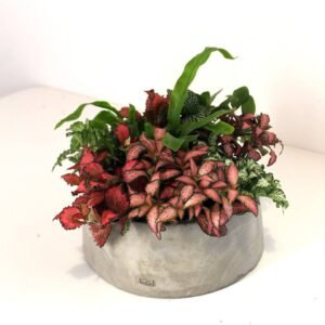 Konkri Tropical Garden Terrarium | Plantshop.me UAE