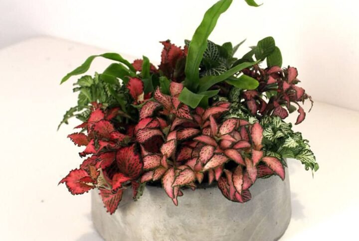 Konkri Tropical Garden Terrarium | Plantshop.me UAE
