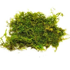 Live Flat Moss: Lush Green Carpets for Terrariums