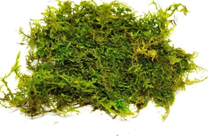 Live Flat Moss: Lush Green Carpets for Terrariums