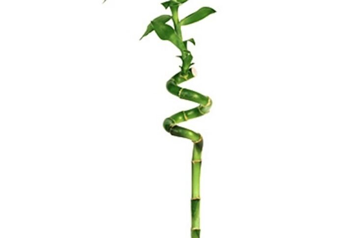 Lucky Bamboo Stick Single - Feng Shui Decor at Plantshop.me