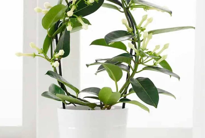 Madagascar Jasmine | Plantshop.me