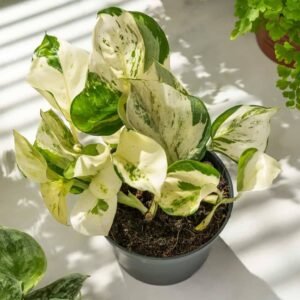 Manjula Pothos - Indoor Plants | Plantshop.me