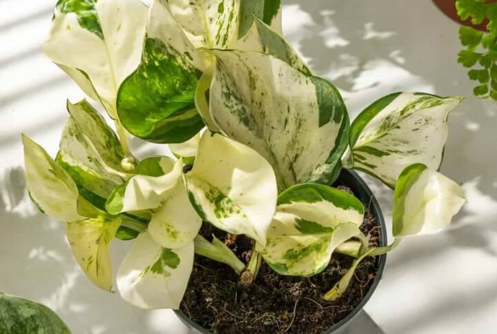 Manjula Pothos - Indoor Plants | Plantshop.me