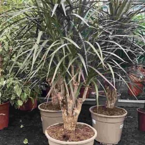 Marginata Red Branched - Dracaena - Indoor Plants | Plantshop.me