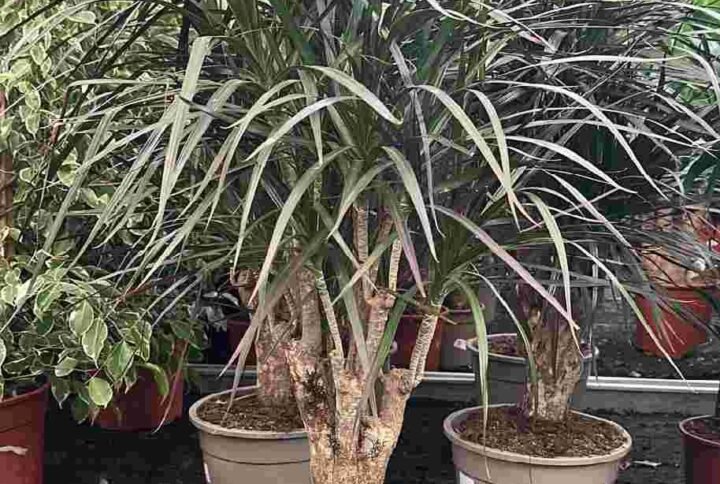 Marginata Red Branched - Dracaena - Indoor Plants | Plantshop.me