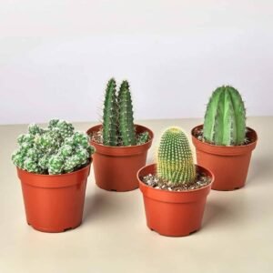 Mini Cactus Mix - Indoor Plants | Plantshop.me
