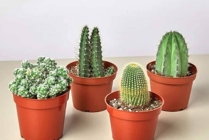 Mini Cactus Mix - Indoor Plants | Plantshop.me